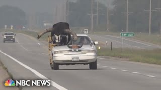 Car with giant bull as passenger pulled over by Nebraska police [upl. by Ydok343]