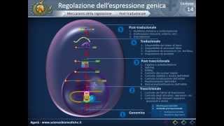 Biologia 14  Regolazione dellespressione genica [upl. by Wardlaw370]