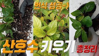 산호수 키우기 🌱 산호수 삽목 🍒 산호수 번식 방법 🌴 산호수 관리법 coralberry plant care [upl. by Aldarcy]