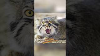 Pallass Cat  The Most Expressive Cat animalenigmas [upl. by Brennen]