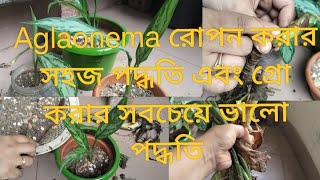 অনেকেই শখ করে গাছ লাগানোর পর আর গাছের যত্ন করেন না তারপরে ছুড়ে ফেলে দেন। [upl. by Eneroc]