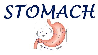 Chp19  Anatomy of Stomach  BD Chaurasia Vol2  Dr Asif Lectures [upl. by Atsev446]