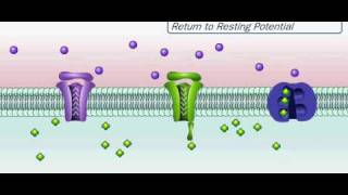 Action Potential [upl. by Ekle403]