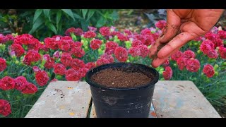 How To Grow Carnations From Seed Full Update  How to Collect Carnations Seeds  Start to End [upl. by Arvonio]