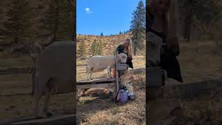 elizabeth Kirk Homestead Farm shorts homestead funny ytshorts [upl. by Prissy]