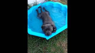 Blue Staffy during the heatwave cooling down [upl. by Demeter]