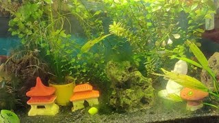 Planted fish tank 😍🥰 [upl. by Munniks]