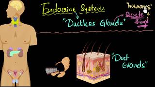 Endocrine system major hormones amp functions  Control amp Coordination  Biology  Khan Academy [upl. by Ettelrac]