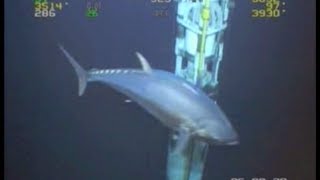 WORLD RECORD FISH 18ft Tuna ROV Deepwater Footage Bluefin Yellowfin Redfish [upl. by Clava953]