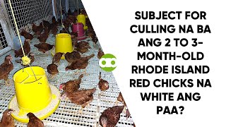 Subject for Culling na ba ang 2 to 3MonthOld Rhode Island Red Chicks na White ang Paa [upl. by Ilohcin]