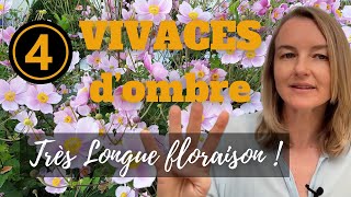 4 vivaces dombre à longue floraison [upl. by Onitnatsnoc383]