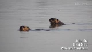 Ariranha  Giant Otter  Pteronura brasiliensis  Pantanal  Brasil  HD [upl. by Weibel749]