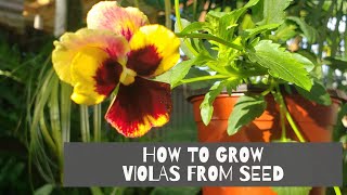 VIOLAS  HOW TO GROW VIOLAS  How I grow Violas from seed [upl. by Harlen]