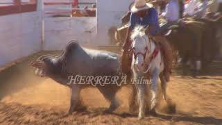 coleadero en rancho el relicario 482017 [upl. by Kcirdde636]