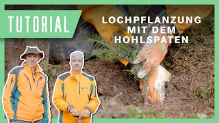 Wolfi zeigt Lochpflanzung mit dem Hohlspaten I Tutorial Pflanzung Pflanzen [upl. by Ogait]