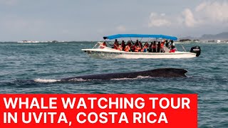 Whale Watching Tour in Uvita Costa Rica [upl. by Jolyn172]