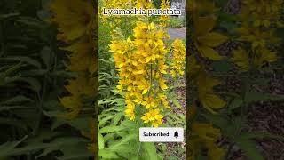 Lysimachia punctata plantscollection flowers naturalflowers lysimachia garden nature plants [upl. by Cassil319]