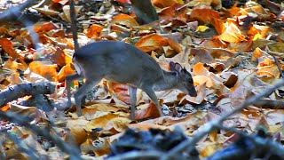 One of the Smallest Antelopes in the World [upl. by Stephan467]