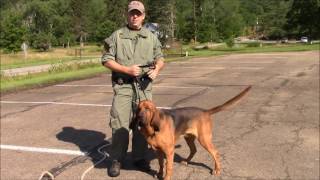 How Long Does it Take a Bloodhound to Track and Locate a Missing Person [upl. by Aiz]