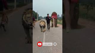 Dekho Mai tiger ke sath chal Raha Hu aur parewa ne aadmi ki mar Karshortsyoutubeshortsshortviral [upl. by Annairam]