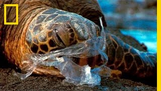 See How It Feels to Be an Ocean Animal Stuck in a Plastic Bag  National Geographic [upl. by Nostrebor]