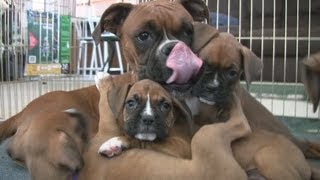 Cute 6 Week Old Boxer Puppies Playing [upl. by Claudette]