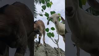 Funny baby goats playing and jumping shortsforyou [upl. by Keri]