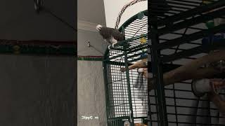 Merlin the African Grey Timneh parrot is speaking out [upl. by Viscardi]