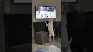 bull terrier barking at the televisionshe thought the dogs were real 🤣😂😂 [upl. by Neelloc]