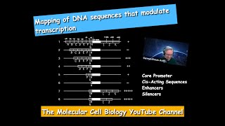 Mapping of DNA Sequences modulating transcription [upl. by Ule]