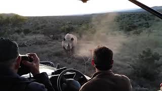 Rhino charge in Addo Elephant National Park [upl. by Larrad]