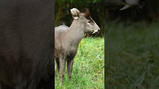 Tufted Deer Elaphodus cephalophus in Deer Family Cervidae [upl. by Hirsch]