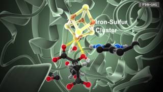 How Enzymes Work from PDB101 [upl. by Erek144]