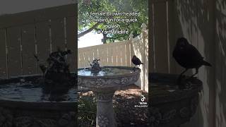 A female Brownheaded Cowbird takes a quick bath [upl. by Prosser]