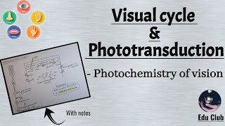 Visual Cycle  Phototransduction  Photochemistry of vision  Special Senses Physiology [upl. by Wheelwright]