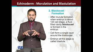 Echinoderms Embryology Morulation and Blastulation  Principles of Animal LifeI  ZOO514TTopic165 [upl. by Boynton]