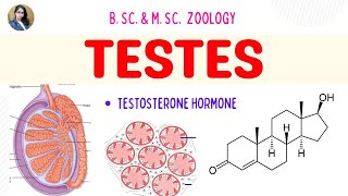 Gonads  Testes  B Sc and M Sc  Zoology [upl. by Sinclare]