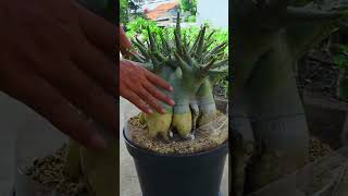 The Fertilizer Desert Rose Gardening Flower Bonsai Houseplant Adenium [upl. by Margaret971]