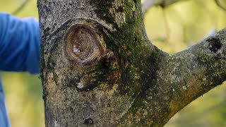 Cómo evitar que los árboles se pudran tras una poda de formación  Bricomanía  Jardinatis [upl. by Porty468]