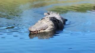 Croco au Lac de Nabeillou 7 juillet 2024 [upl. by Jacoba]