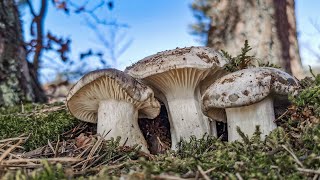 Hygrophorus marzuolus  Seta de marzo  Buen comestible  March mushroom 4k [upl. by Eiggep702]