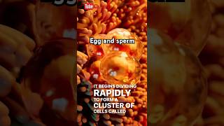 egg and sperm If the egg is fertilized the egg and spermferilizedsperm eggshortvideo [upl. by Candi661]