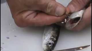 King amp Silver Salmon Fishing Rick quotClydequot Fox how to cut plug herring bait [upl. by Auoz]