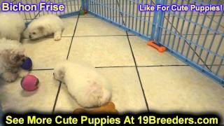 Bichon Frise Puppies For Sale In Kent Washington WA Bainbridge Island Mercer Island Maple Va [upl. by Basile]