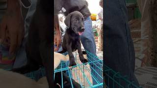 Pet market Ahmedabad ￼ labra dog puppy ￼ German Shepherd puppy  Black labra dog puppy ￼ [upl. by Edrock327]