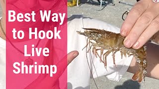 Best Way to Hook Live Shrimp  Hook Live Bait  Fishing Tips [upl. by Afaw]