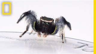 For Jumping Spiders Choosing the Wrong Mate Turns Deadly  National Geographic [upl. by Corny]