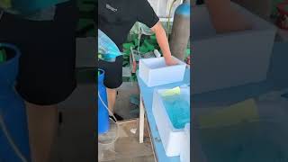 Ornamental Fish Farming [upl. by Atikel904]