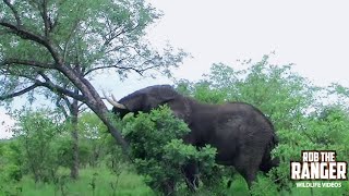 Watch In Awe As An African Elephant Topples A Tree With Incredible Strength [upl. by Enytsirk]