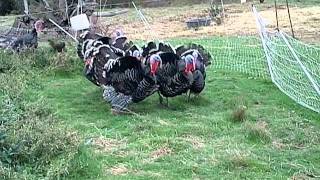 Tomales turkeys gobble back [upl. by Acinorej]